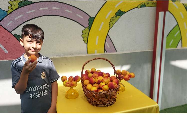 توزیع میانوعده میوه تمام پایه ها 6