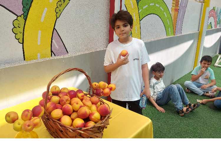 توزیع میانوعده میوه تمام پایه ها 8