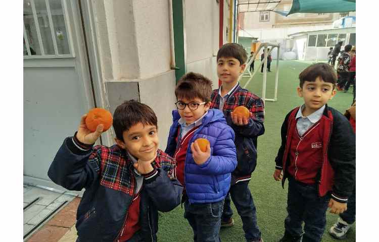 توزیع میانوعده 11