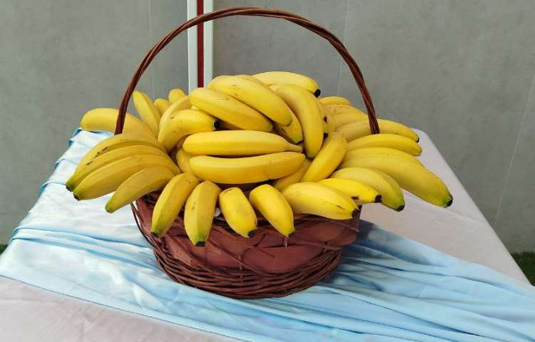 توزیع میانوعده 13