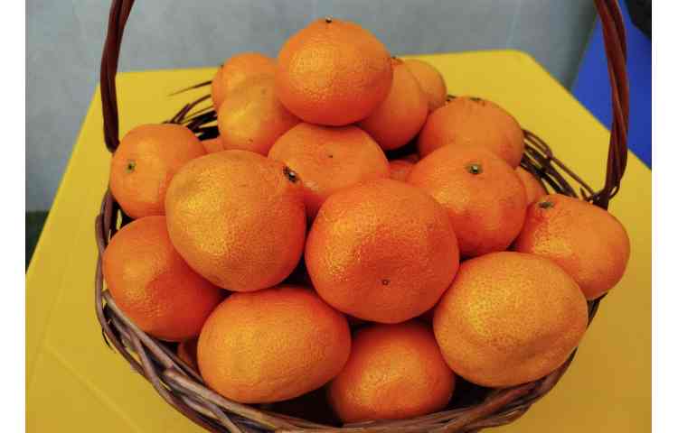 توزیع میانوعده 13