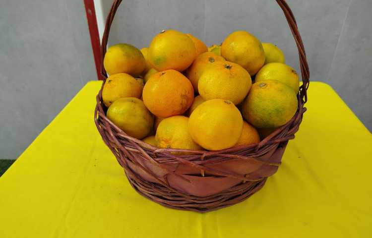 توزیع میانوعده 20