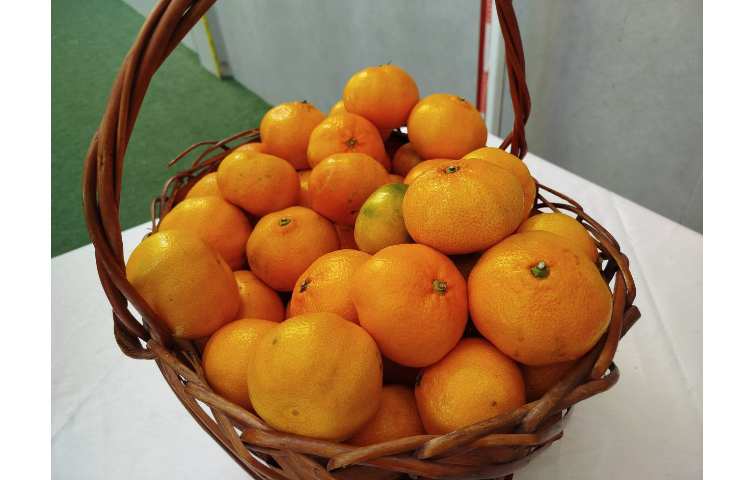 توزیع میانوعده 22