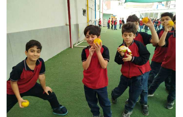 توزیع میانوعده 8