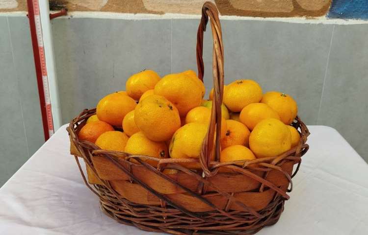 توزیع میانوعده 8