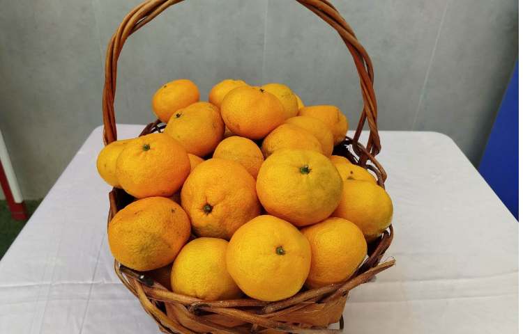 توزیع میانوعده 9