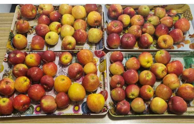 توزیع میان وعده 4