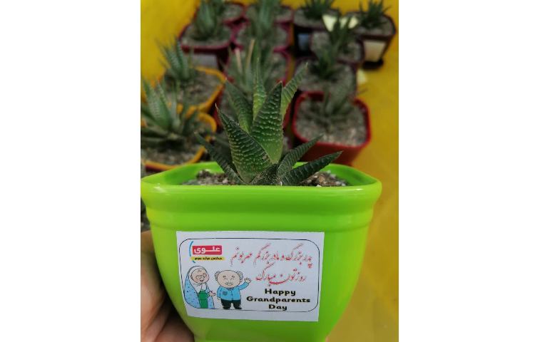 جشن روز پدربزرگ، مادربزرگ 13