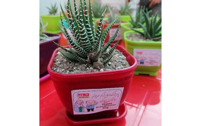 جشن روز پدربزرگ، مادربزرگ 14