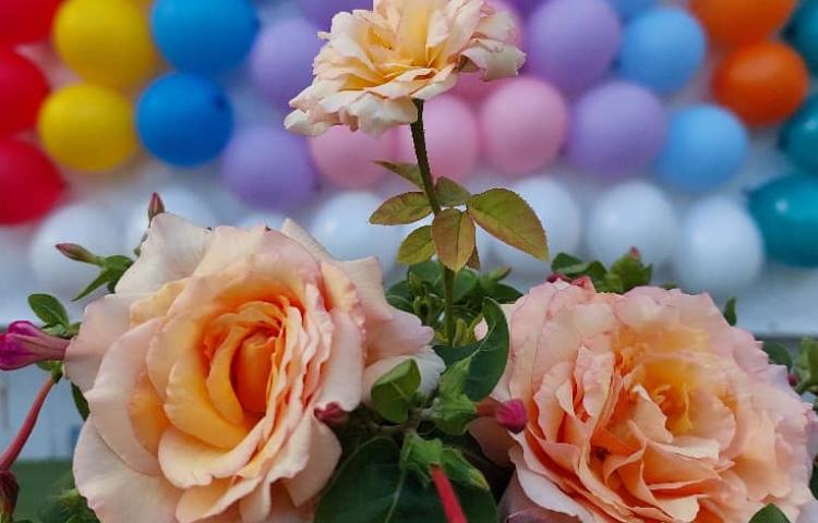 جشن غنچه ها دانش آموزان پیش دبستان علوی 1