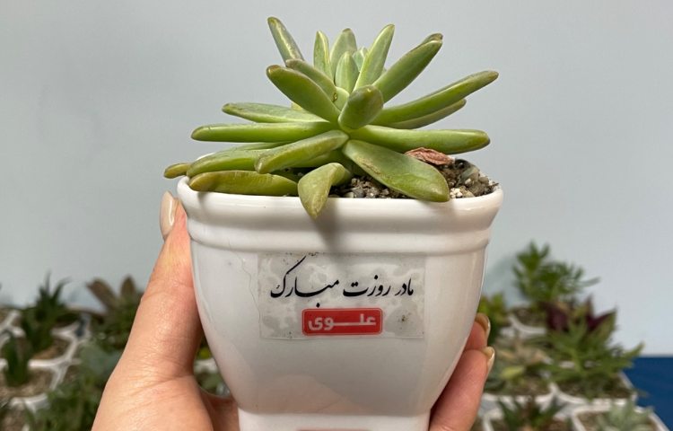 :جشن میلاد حضرت زهرا (س) و برگزاری جشن روز مادر با قدردانی پسران مهربان علوی از مادران دوست داشتنی 10