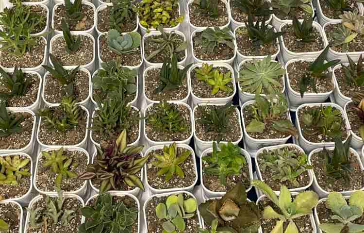 :جشن میلاد حضرت زهرا (س) و برگزاری جشن روز مادر با قدردانی پسران مهربان علوی از مادران دوست داشتنی 14