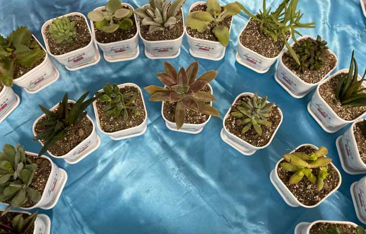 :جشن میلاد حضرت زهرا (س) و برگزاری جشن روز مادر با قدردانی پسران مهربان علوی از مادران دوست داشتنی 34