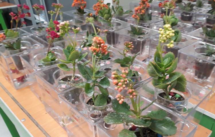 جشن نوروز و جشن پایان سال 7