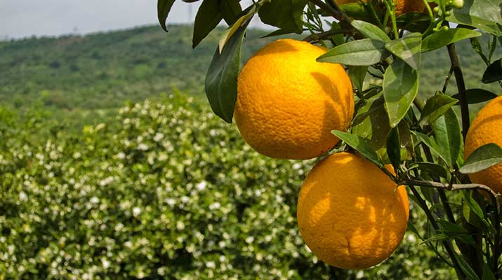 خواص شگفت‌انگیز پرتقال