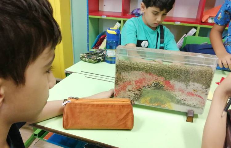 : دانشمندان کوچک، سنگ و خاک 4