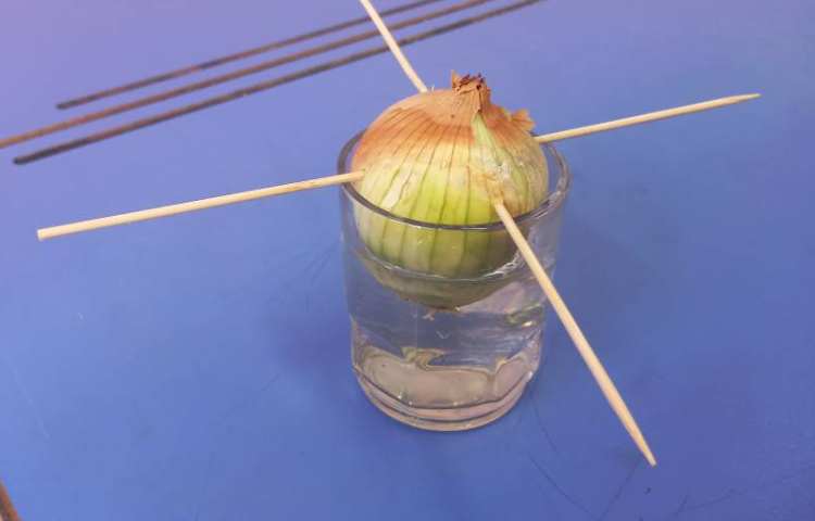 دانشمند کوچک (علوم) آزمایش جوانه زدن پیاز کاربرگ قسمت های گیاه 1