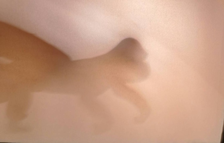 : دانشمند کوچک، چگونگی تشکیل سایه‌ها 1