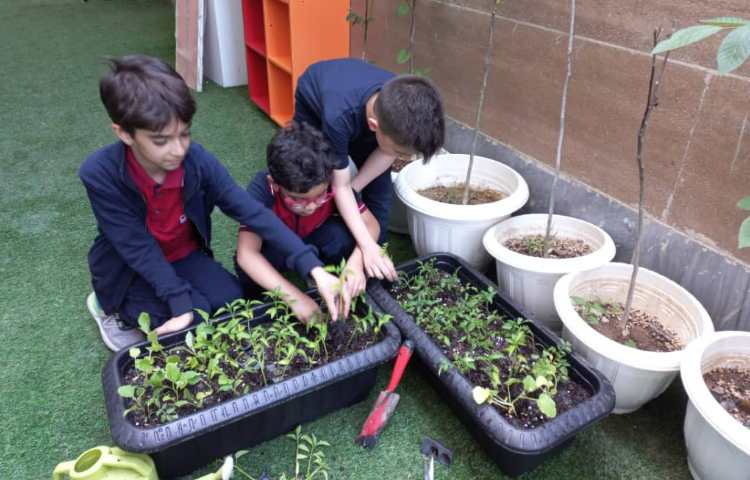 درس رشد گیاهان پایه دوم کاشت نشا گیاهان 1