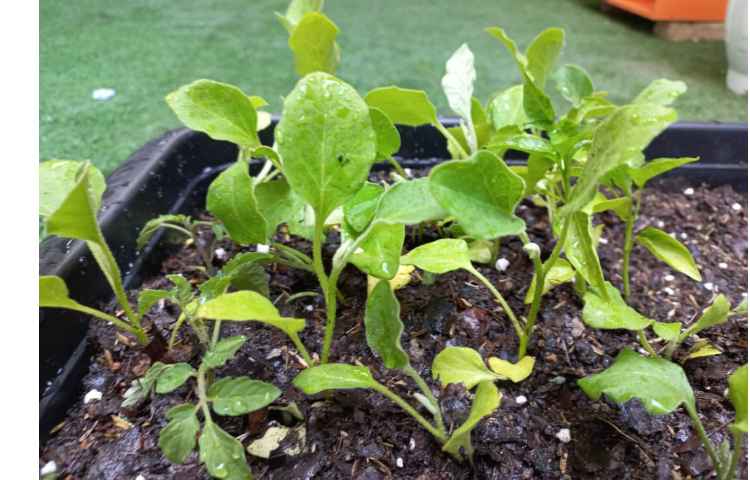 درس رشد گیاهان پایه دوم کاشت نشا گیاهان 12