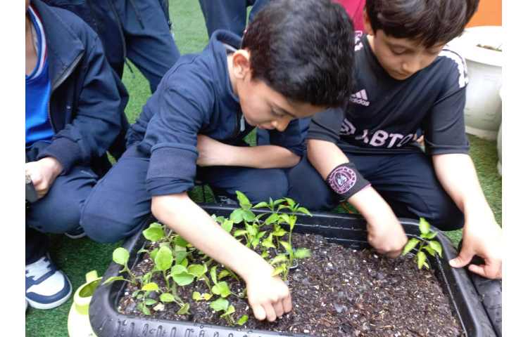 درس رشد گیاهان پایه دوم کاشت نشا گیاهان 13