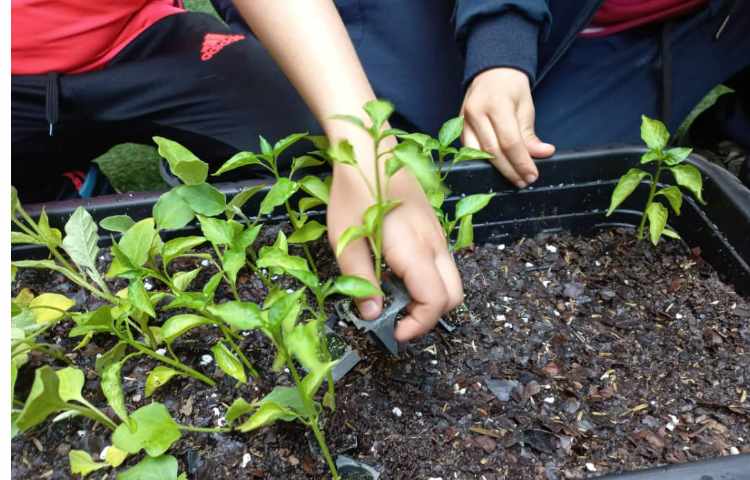 درس رشد گیاهان پایه دوم کاشت نشا گیاهان 2