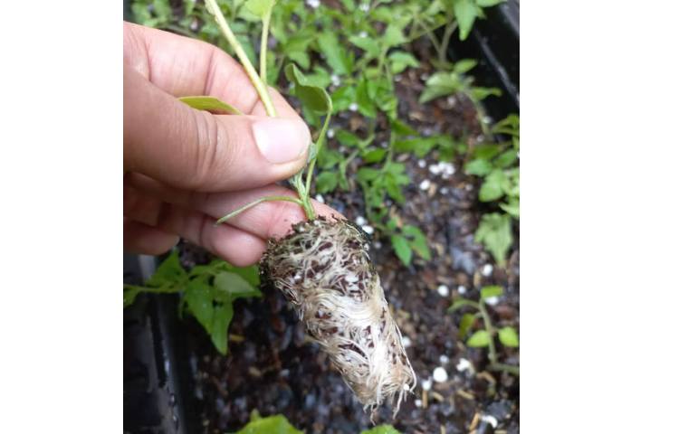 درس رشد گیاهان پایه دوم کاشت نشا گیاهان 8