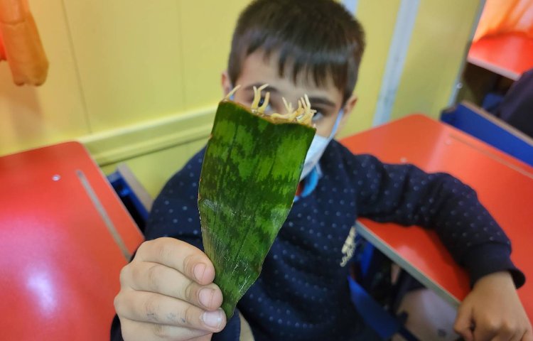 :درس علوم،قلمه زدن، کلاس انگور 1