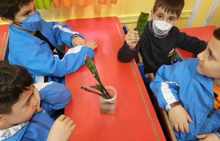 :درس علوم،قلمه زدن، کلاس انگور 3