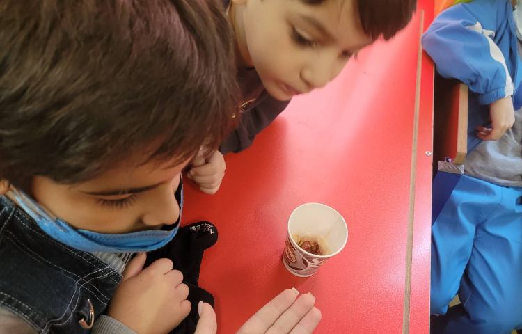 :درس علوم،قلمه زدن، کلاس انگور 4