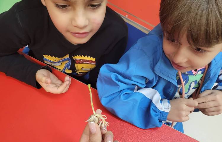 :درس علوم،قلمه زدن، کلاس انگور 6