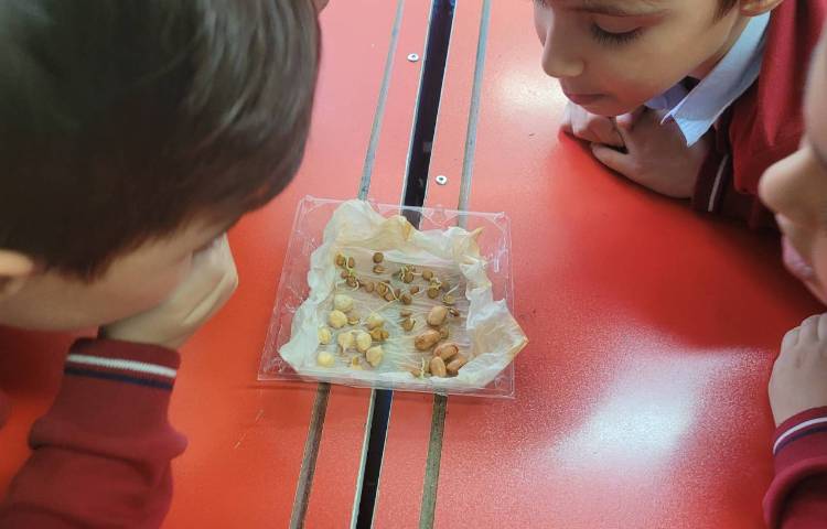 درس علوم،مبحث گیاهان، کاشت دانه 1