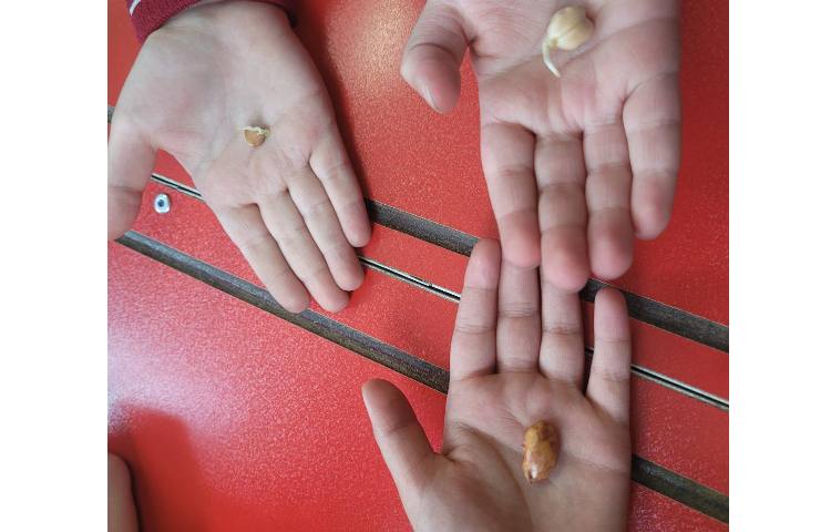 درس علوم،مبحث گیاهان، کاشت دانه 2