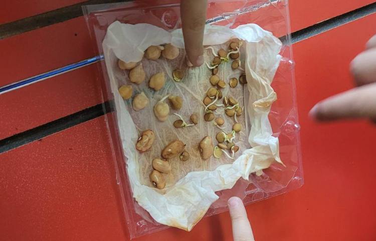 درس علوم،مبحث گیاهان، کاشت دانه 3