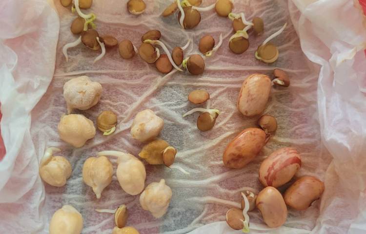 درس علوم،مبحث گیاهان، کاشت دانه 4