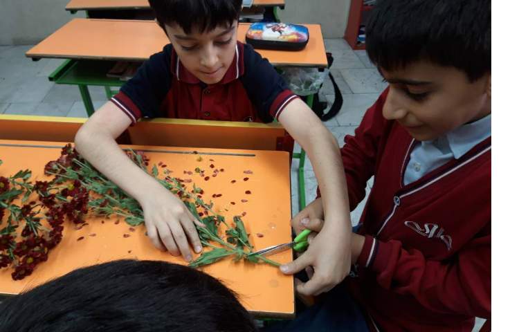 درس علوم آشنایی با قسمتهای مختلف گیاهان 5