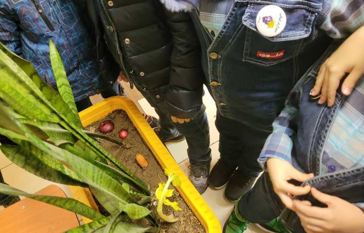 :درس علوم، ریشه های خوراکی