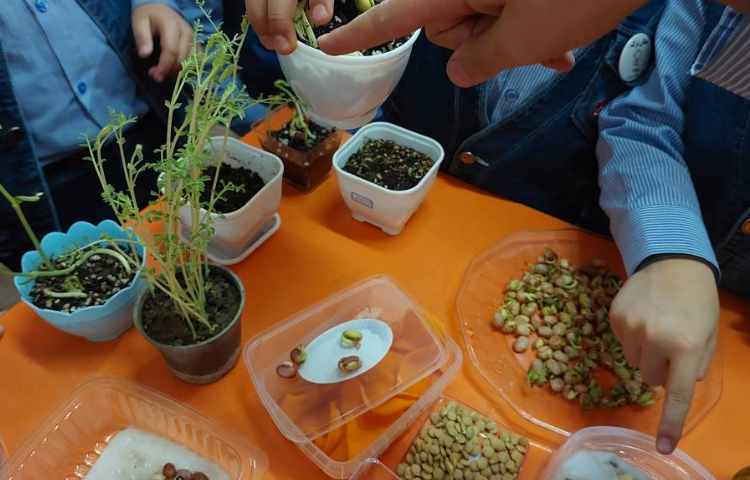 درس علوم : مراحل رشد دانه 2