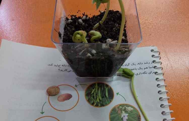 درس علوم : مراحل رشد دانه 3