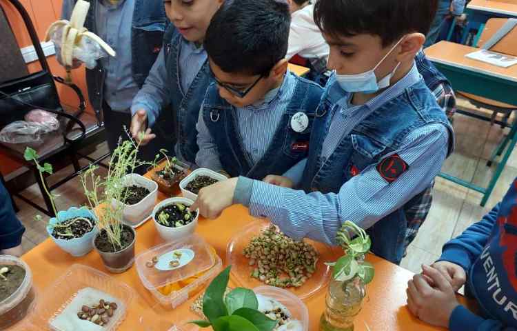 درس علوم : مراحل رشد دانه