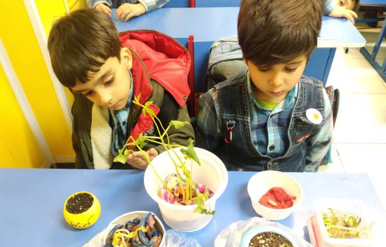 :درس علوم، مشاهده قسمت های مختلف گیاه 1