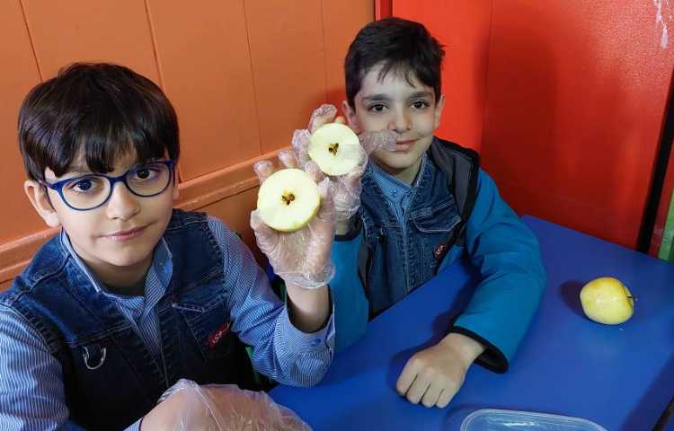 درس: علوم موضوع: شناخت انواع دانه‌ه 2