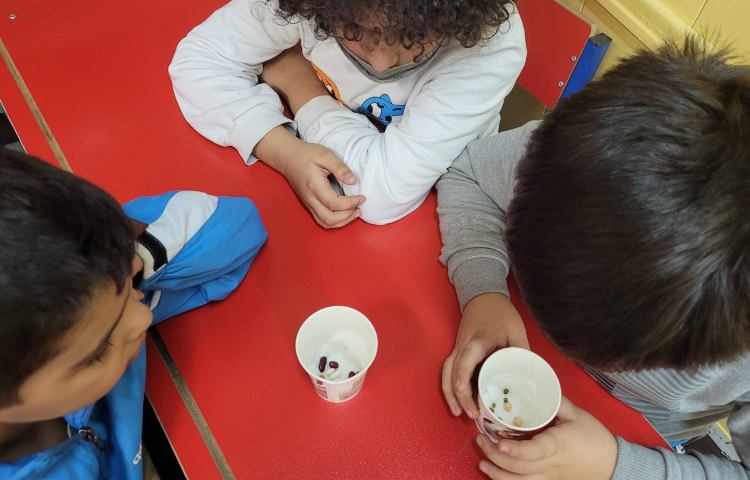 :درس علوم، کاشت دانه برای مشاهده ی مراحل رشد گیاه 1