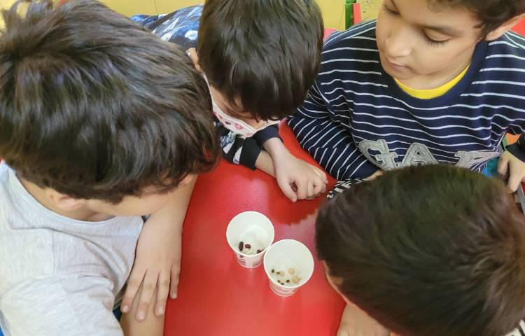 :درس علوم، کاشت دانه برای مشاهده ی مراحل رشد گیاه 2