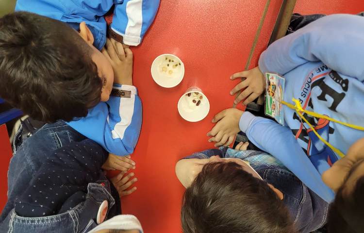 :درس علوم، کاشت دانه برای مشاهده ی مراحل رشد گیاه