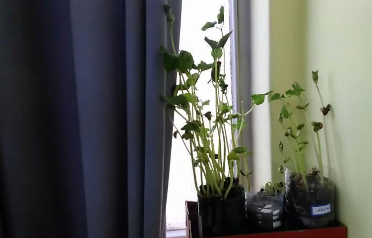 درس علوم کاشت دانه 1