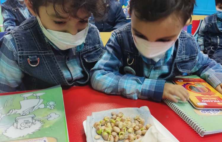 :درس علوم، کاشت لوبیا و مشاهده قسمت جوانه 3