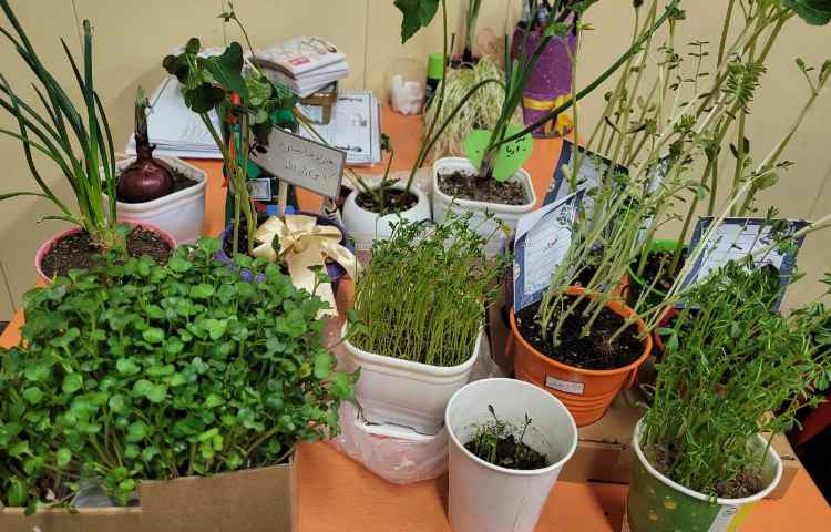 درس علوم، گیاهان 3