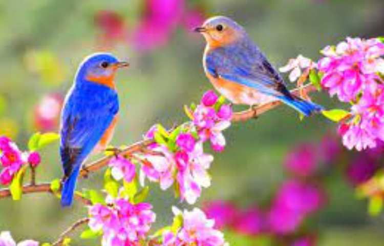 در بهار طبیعت و بهار قرآن به استقبال دختران زیبایمان می رویم .