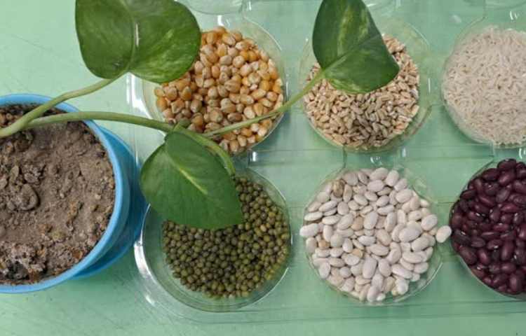 دست ورزی انواع دانه 2